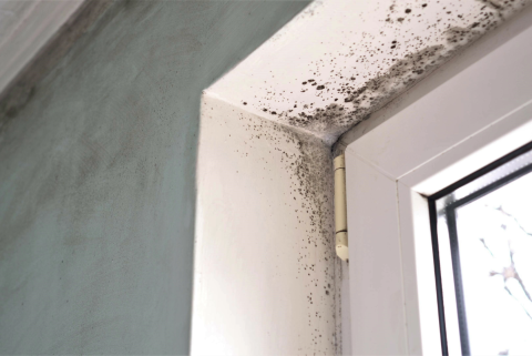 Mold in the house