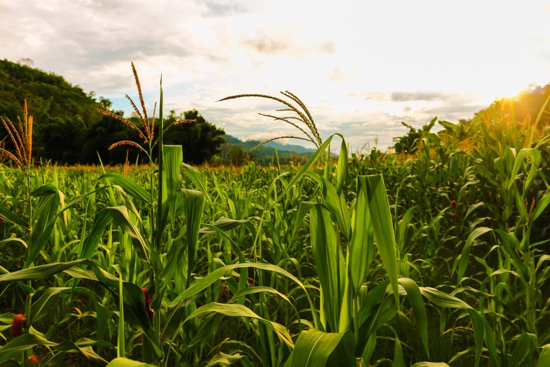 Corn Feild