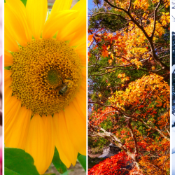 Four Seasons